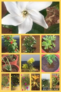 Collage 2020 07 13 11 41 21